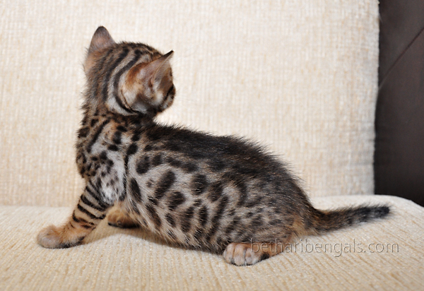 Bengal Kitten Züchter 